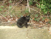 black cat looking at camera