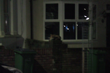 a fox sitting outside a house.