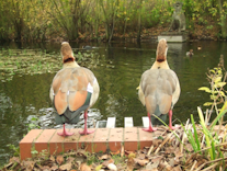 canada geese on bricks