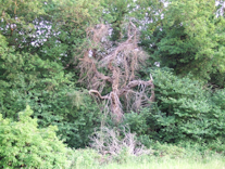 Tree without leaves 