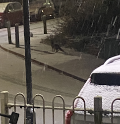 Image of a fox stood on a pavement next to a road in the snow