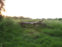 A cut down tree placed horizontally, used as a bench in a field of grass