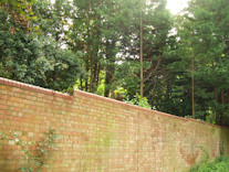 Forest of trees in the foreground of a brick wall